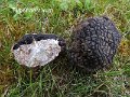 Tuber aestivum-amf1901